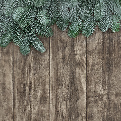 Image showing Spruce Fir Background