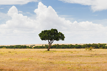 Image showing acacia tree in savannah at africa