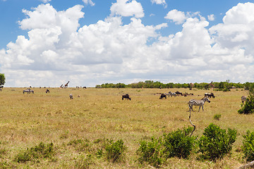 Image showing group of herbivore animals in savannah at africa