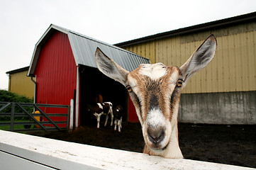 Image showing Curious Goat