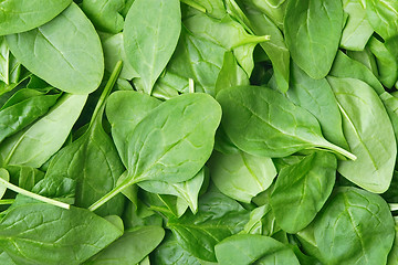 Image showing Background made of spinach