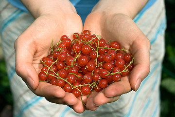 Image showing hands full of red currant berries