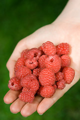 Image showing hand full of raspberries