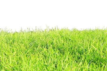 Image showing green grass isolated