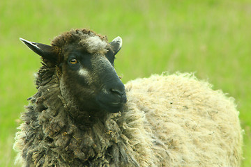 Image showing sheep grazing on the grass