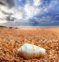 Image showing Shell of cone snail on sand