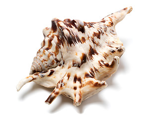 Image showing Lambis tiger shell on white