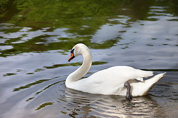 Image showing Mute swan on water surface