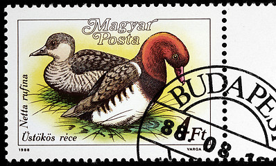 Image showing Red-crested Pochards Stamp