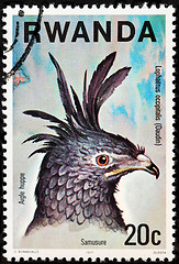 Image showing Long-crested Eagle