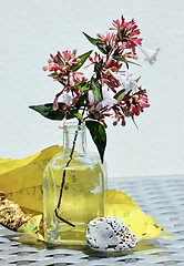 Image showing Still life with blossom branch