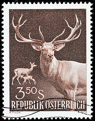 Image showing Red Deer Stamp