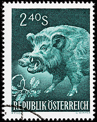 Image showing Wild Boar Stamp