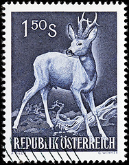 Image showing European Roe Deer Stamp