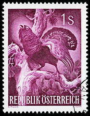 Image showing Western Capercaillie Stamp