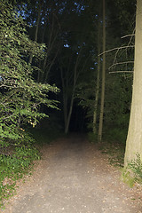 Image showing dark forest at night