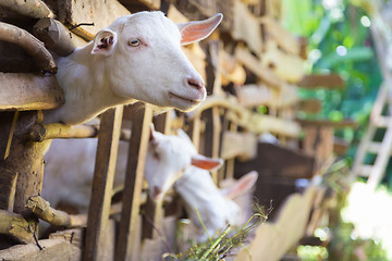 Image showing Curious domestic white goats stick their heads through bars of stable.