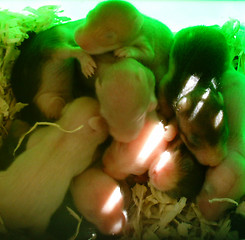 Image showing Hamster Babies