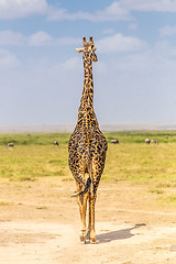 Image showing Solitary giraffe in Amboseli national park, Kenya.