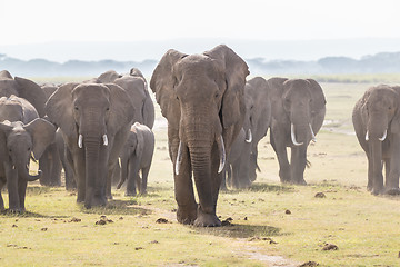 Image showing Herd of wild elephants in Amboseli National Park, Kenya.