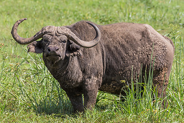 Image showing African Buffalo in the Ngorongoro Crater, Tanzania