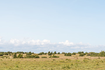 Image showing Plain grassland with junipers