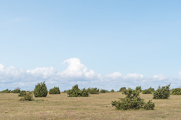 Image showing Juniper bushes in a plain landscape