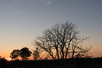 Image showing Bare tre by sunset