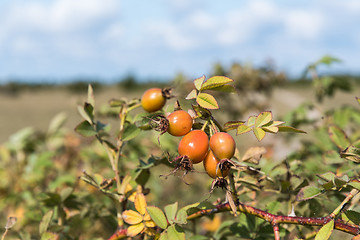 Image showing Almost ripe rosehip berries
