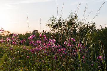 Image showing Pink summer flowers in back light