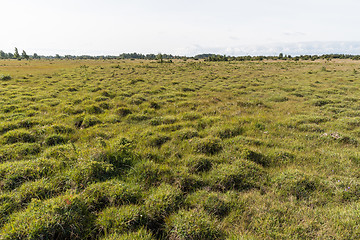 Image showing Wide open landscape with grass tufts