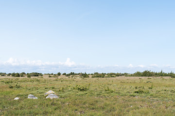 Image showing Great plain grassland with junipers