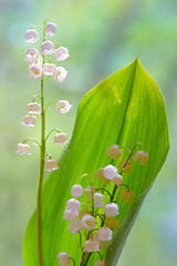 Image showing lilies of the valley flowers isolated 