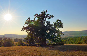 Image showing Oldest oak in Romania being estimated approximation to 900 years