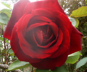 Image showing red rose