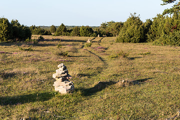 Image showing Marked out footpath among juniper shrubs