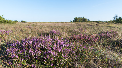 Image showing Blosson heather plants