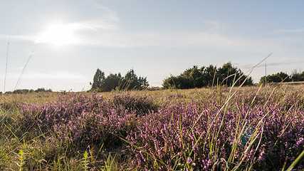 Image showing Heather flowers in a grassland