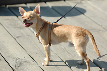 Image showing Chihuahua dog