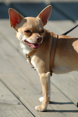 Image showing Chihuahua