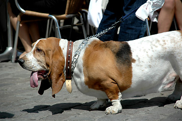 Image showing Basset dog