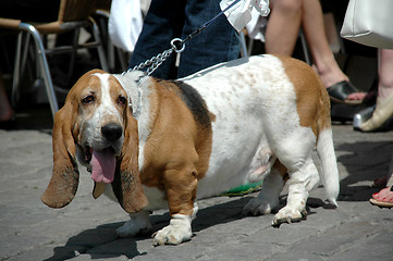 Image showing Basset dog