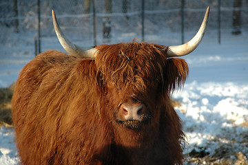 Image showing Cow