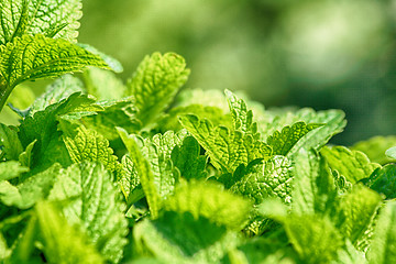 Image showing green mint background