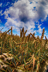 Image showing golden corn and blue sky