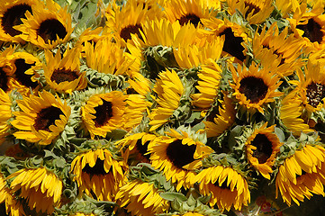 Image showing Sunflowers