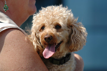 Image showing Poodle dog