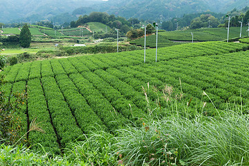 Image showing Tea Plantation farm
