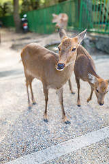 Image showing Cute Deer in the park