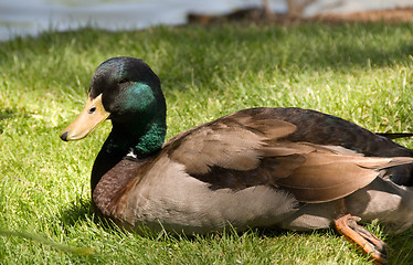 Image showing Mallard Duck